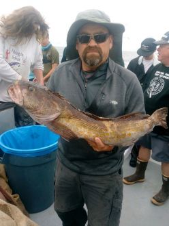 Link Cod from Catalina Island, CA Link Cod from Catalina Island, CA